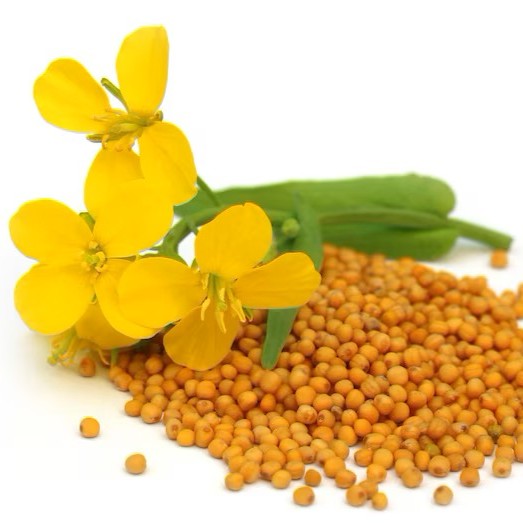 Mustard Seeds